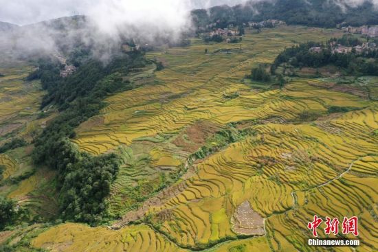 云南元阳哈尼梯田迎丰收