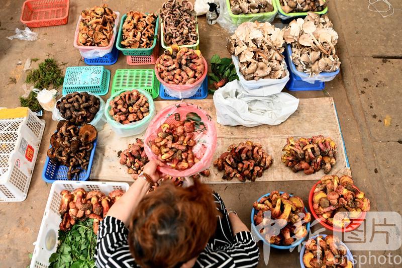 
<p>　　8月18日，市民正在选购野生菌。近期，位于昆明市的云南木水花野生菌交易中心迎来销售旺季。   中新社记者 李嘉娴 摄</p>