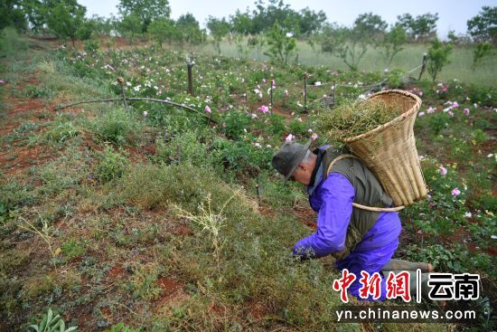前驻华大使的云南乡村生活