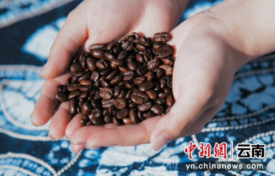 (图:云南普洱SOE咖啡豆) (图:云南普洱SOE咖啡豆)