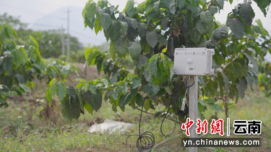 潞江坝辛家山咖啡基地的中国移动“云智农链”监测节点 潞江坝辛家山咖啡基地的中国移动“云智农链”监测节点