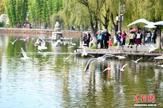11月11日,游客在云南昆明大观公园观鸥。 李临艳 摄 11月11日,游客在云南昆明大观公园观鸥。 李临艳 摄