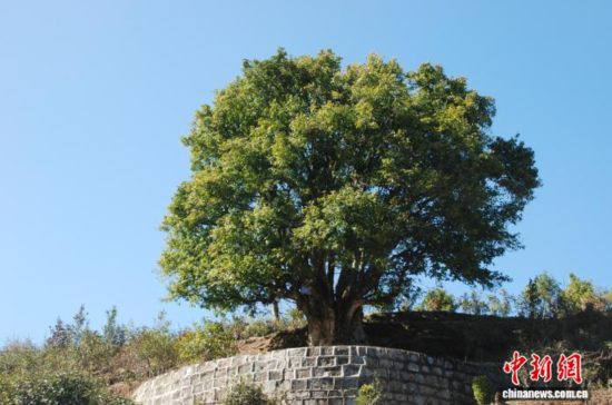 图为在临沧凤庆县锦秀村,树龄达3200年的“锦绣茶尊”依然枝繁叶茂。临沧市融媒体中心 供图 图为在临沧凤庆县锦秀村,树龄达3200年的“锦绣茶尊”依然枝繁叶茂。临沧市融媒体中心 供图