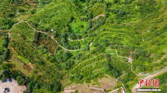 图为航拍临沧市双江自治县勐库镇冰岛村古茶园。虎遵会 摄 图为航拍临沧市双江自治县勐库镇冰岛村古茶园。虎遵会 摄