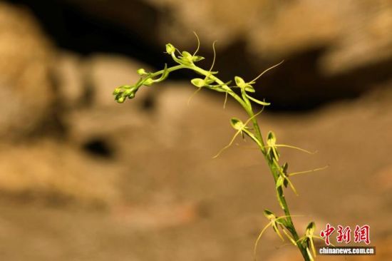 ����������С��ɽʡ����Ȼ���������ֵ�������ﻨ��������С��ɽʡ����Ȼ�������ܻ��� ��ͼ