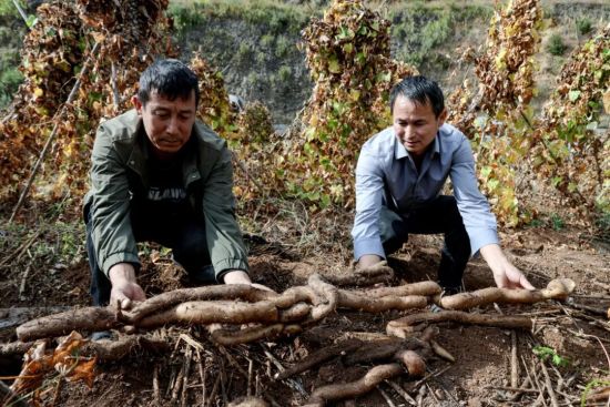 Ұɽҩ���ȺӴ����ɫ��ҵ������� ��