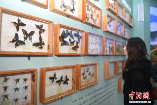 12月7日,游客参观金平县蝴蝶文化展示中心。 黄兴鸿 摄 12月7日,游客参观金平县蝴蝶文化展示中心。 黄兴鸿 摄