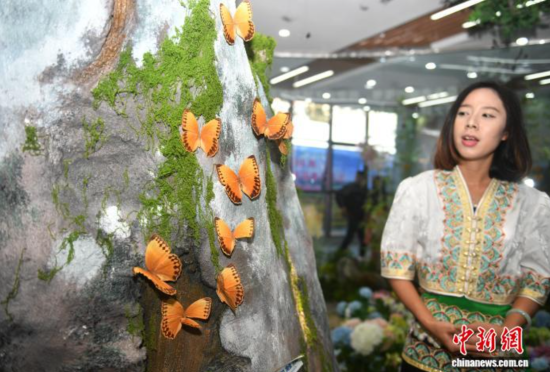 12月7日,李颖钰介绍箭环蝶。 黄兴鸿 摄 12月7日,李颖钰介绍箭环蝶。 黄兴鸿 摄