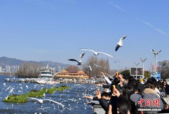 1月25日,游客在昆明海埂大坝观鸥、喂鸥。 黄兴鸿 摄 1月25日,游客在昆明海埂大坝观鸥、喂鸥。 黄兴鸿 摄
