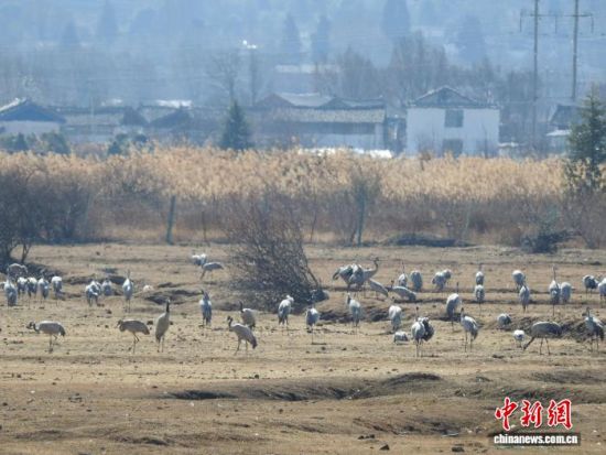 图为一群灰鹤在拉市海觅食。 拉市海管护局 供图 图为一群灰鹤在拉市海觅食。 拉市海管护局 供图