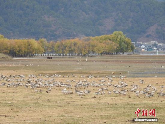 图为越冬候鸟在拉市海觅食。拉市海管护局 供图 图为越冬候鸟在拉市海觅食。拉市海管护局 供图