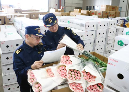 海关关员在昆明机场口岸对出口鲜切花进行检查。马舒娴 摄 海关关员在昆明机场口岸对出口鲜切花进行检查。马舒娴 摄