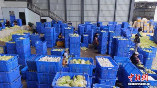 2月4日,工人们在通海一蔬菜冷库内分拣包装即将外销的蔬菜。 王亚冬 摄 2月4日,工人们在通海一蔬菜冷库内分拣包装即将外销的蔬菜。 王亚冬 摄