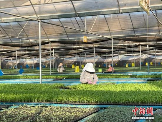 工人在楚雄州一育苗车间移栽种苗。李朝斌 摄 工人在楚雄州一育苗车间移栽种苗。李朝斌 摄