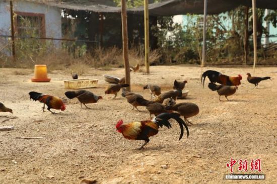 岩板在云南瑞丽弄贤村养殖的观赏鸡。德宏州融媒体中心 供图 岩板在云南瑞丽弄贤村养殖的观赏鸡。德宏州融媒体中心 供图