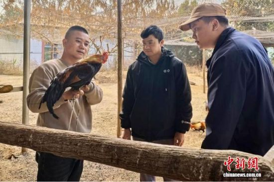 岩板与村民们交流养殖观赏鸡的经验。 德宏州融媒体中心 供图 岩板与村民们交流养殖观赏鸡的经验。 德宏州融媒体中心 供图
