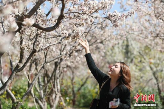 2月20日,一名游客在云南省楚雄州永仁县感受花的芳香。 黄兴鸿 摄 2月20日,一名游客在云南省楚雄州永仁县感受花的芳香。 黄兴鸿 摄
