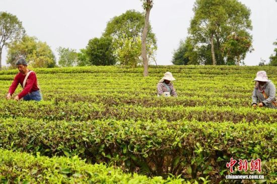 在云南省普洱市思茅区的茶园中,茶农正忙着采摘春茶。 思茅区融媒体中心 供图 在云南省普洱市思茅区的茶园中,茶农正忙着采摘春茶。 思茅区融媒体中心 供图