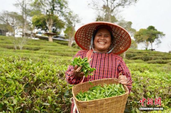 在云南省普洱市思茅区的茶园中,茶农展示采得的茶叶新芽。 思茅区融媒体中心 供图 在云南省普洱市思茅区的茶园中,茶农展示采得的茶叶新芽。 思茅区融媒体中心 供图