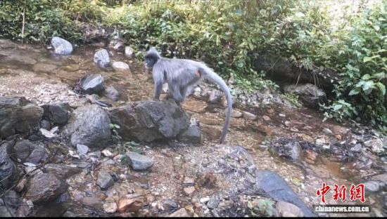 红外相机拍摄到印支灰叶猴活动画面。临沧澜沧江省级自然保护区 供图