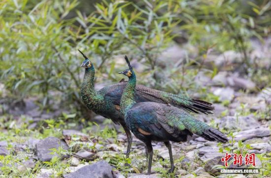 栖息于楚雄州双柏恐龙河州级自然保护区的绿孔雀。王建才 摄 栖息于楚雄州双柏恐龙河州级自然保护区的绿孔雀。王建才 摄