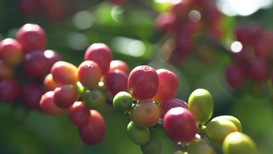 大理宾川朱苦拉咖啡。图源:“大理发布”微信 大理宾川朱苦拉咖啡。图源:“大理发布”微信