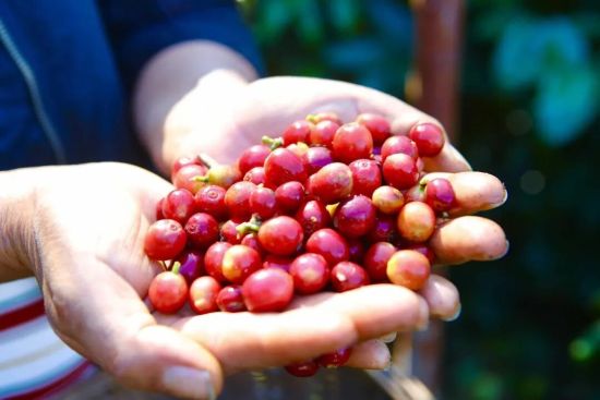 咖农刚摘下的咖啡果。高吴双 摄 咖农刚摘下的咖啡果。高吴双 摄