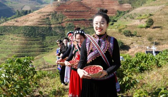 怒江州咖啡种植基地。图源:云南日报 怒江州咖啡种植基地。图源:云南日报
