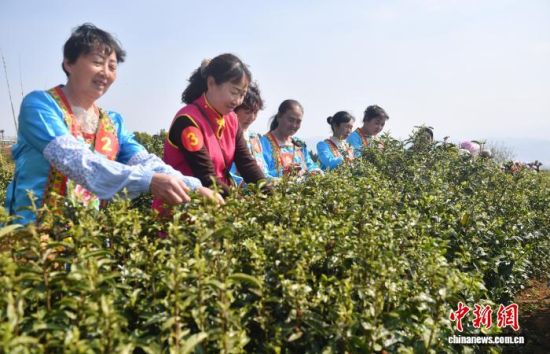 3月21日,选手进行采茶大赛。 黄兴鸿 摄 3月21日,选手进行采茶大赛。 黄兴鸿 摄