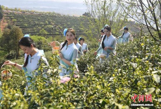 3月21日,演员在茶园中表演。 黄兴鸿 摄 3月21日,演员在茶园中表演。 黄兴鸿 摄