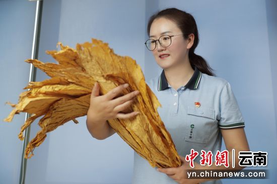 代斌杰在自己的工作室里查看样品烟叶。屠鸿瑞摄 代斌杰在自己的工作室里查看样品烟叶。屠鸿瑞摄