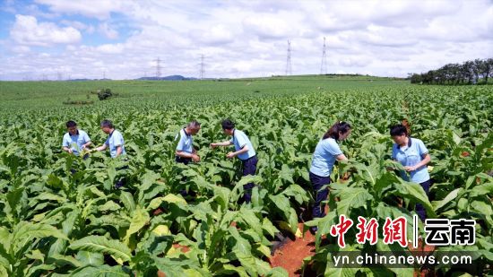 原料科员工在烟叶核心产区查看烟株长势。屠鸿瑞摄 原料科员工在烟叶核心产区查看烟株长势。屠鸿瑞摄