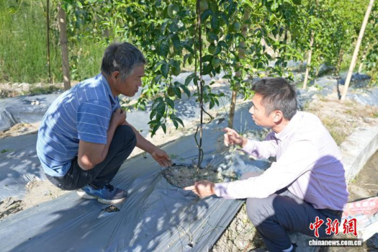 云南芒市农业科技人员和村民在地里查看百香果生长情况。 张崇喜 摄 云南芒市农业科技人员和村民在地里查看百香果生长情况。 张崇喜 摄