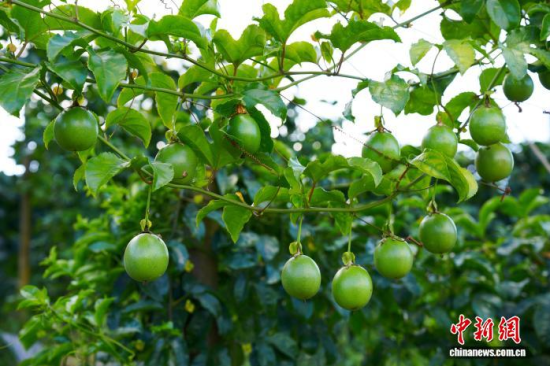 果农在云南芒市种植的百香果挂满枝头。 张崇喜 摄 果农在云南芒市种植的百香果挂满枝头。 张崇喜 摄