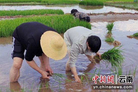 图为志愿者在插秧。周朝萍 摄 图为志愿者在插秧。周朝萍 摄