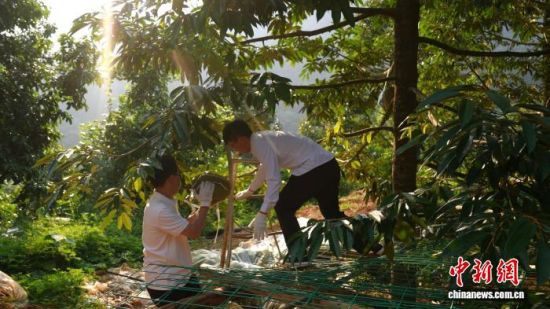图为工作人员正在采摘成熟的榴莲。 王临梓 摄 图为工作人员正在采摘成熟的榴莲。 王临梓 摄