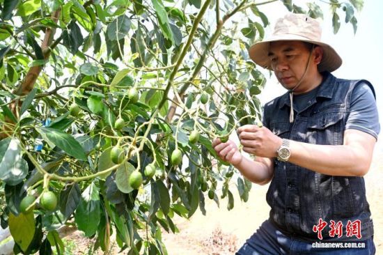图为在云南种植的牛油果长势良好。中新网记者 李嘉娴 摄 图为在云南种植的牛油果长势良好。中新网记者 李嘉娴 摄