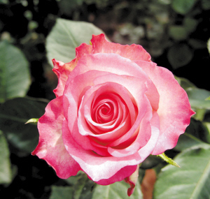 86种植物被授予新品种权 滇产10个月季新品种