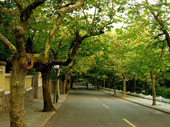 今后昆明该种什么树? 引发大讨论 植树养花不