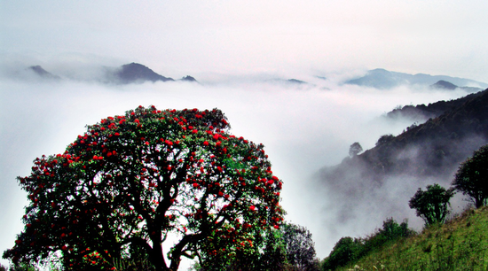 师宗各大景区8月福利来啦 - 中新网云南频道