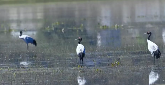 首批越冬黑颈鹤飞抵纳帕海