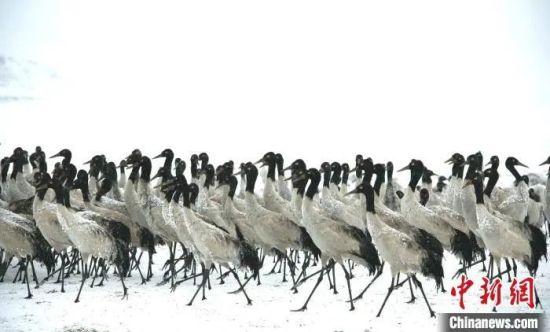 1800多只越冬黑颈鹤迎来2022年首场冬雪