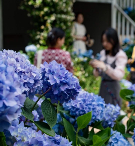  [Photographing in Yunnan] Hydrangea blossoms in summer
