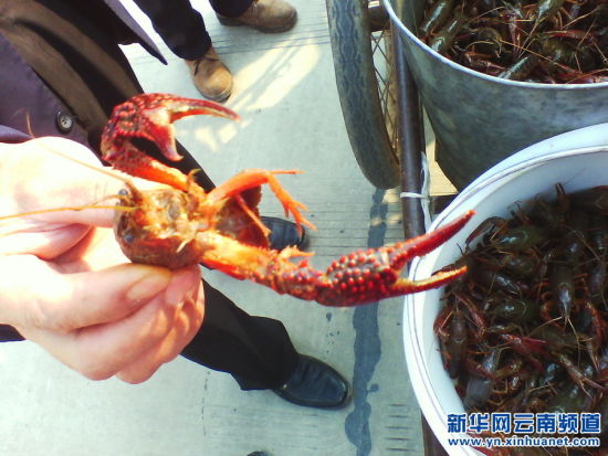 合作股份为空壳村注入新活力 - 中新网云南频