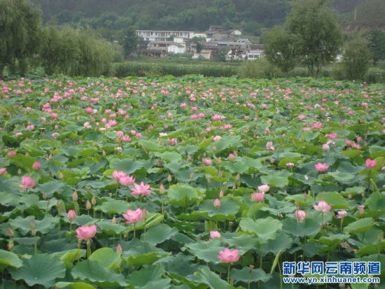 合作股份为空壳村注入新活力 - 中新网云南频