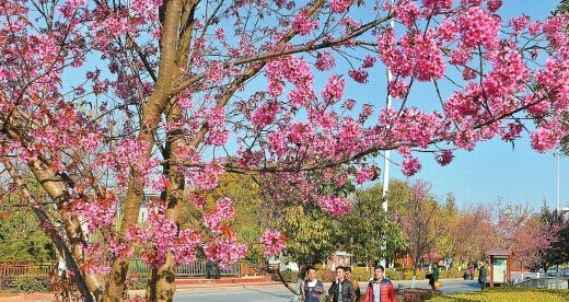 昆明近日迎来寒冷天气 冬樱花红艳似火
