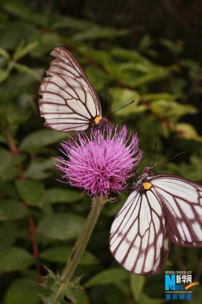 巫山生态旅游景区拍蝴蝶 - 中新网云南频道