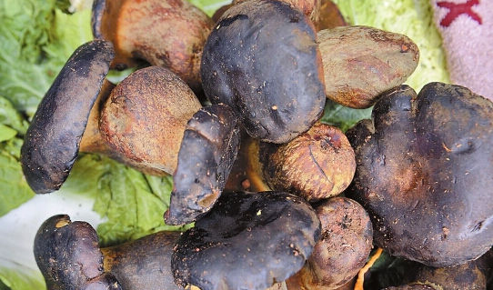 云南人工牛肝菌上市 营养成分高价格低 - 中新