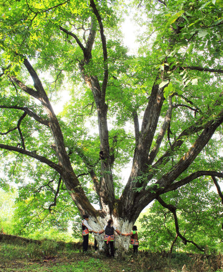 首届楚雄核桃节开幕 辣木、玛咖+核桃带来味蕾