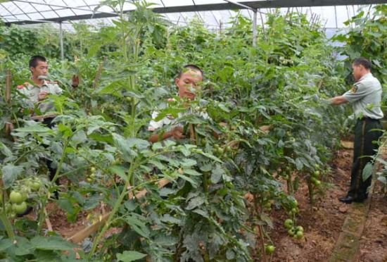 保山森林支队 自培蔬菜丰富官兵餐桌 - 中新网